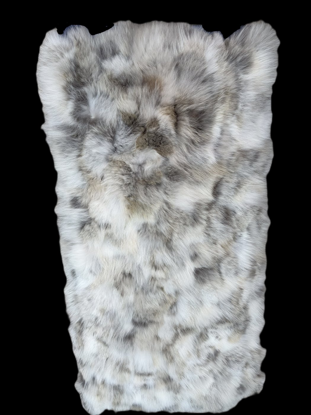 Coyote Belly